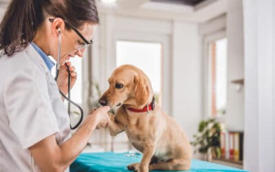 UK veterinary workforce has decreased by two-thirds since Brexit