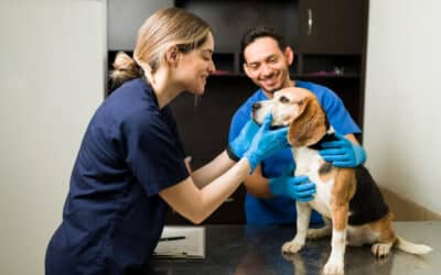 BVA launch ‘Return to Work’ toolkit to tackle staffing problems