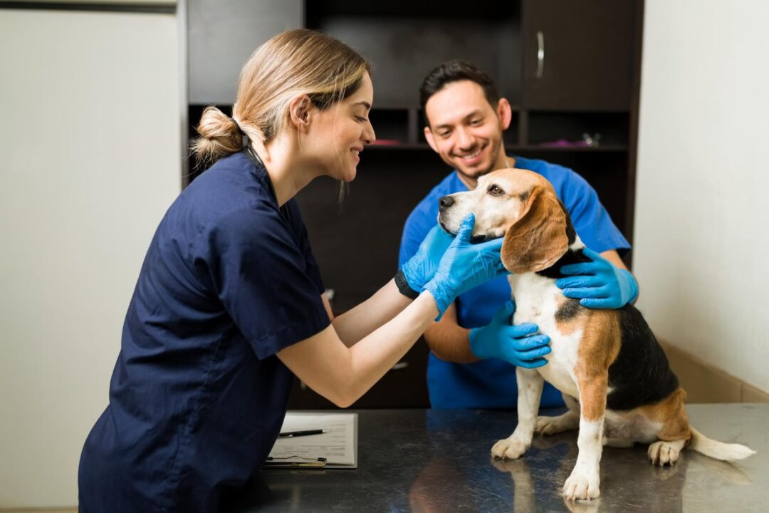 veterinary workforce support