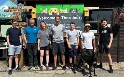 Swapping the Desks for Dog Walks: Hawsons Staff Volunteer at Local Animal Sanctuary